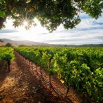 Sonoma County Website Design: Sipping Success with SEO Strategies