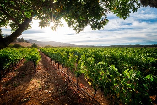 sonoma county website hosting and ongoing maintenance