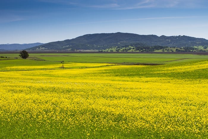 petaluma website hosting company