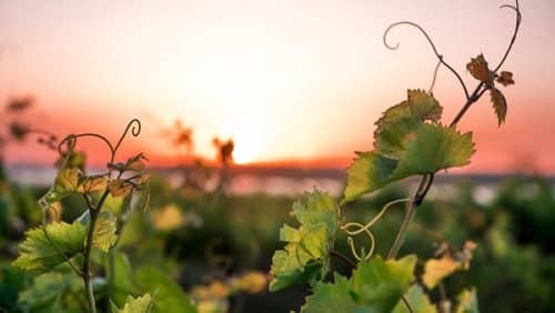 napa digital marketing